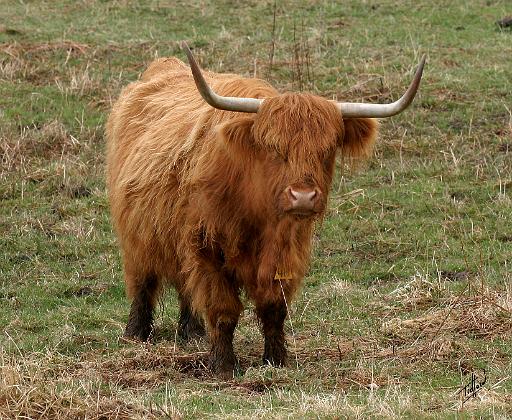 Highland Cow 9Y316D-053.JPG